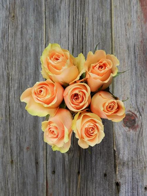 CUENCA  PEACH  ROSES